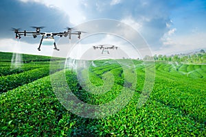 Agriculture drone fly to sprayed fertilizer on the green tea fields, Smart farm 4.0 concept photo