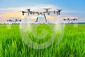 Agriculture drone fly to sprayed fertilizer on the rice fields