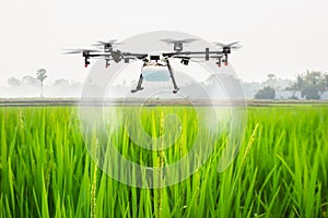 Agriculture drone fly to sprayed fertilizer on the rice fields, Smart farm concept