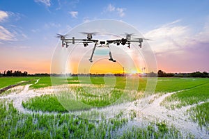Agriculture drone fly to sprayed fertilizer on the rice fields at twilight scene