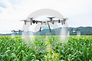Agriculture drone fly to sprayed fertilizer on the sweet corn fields photo