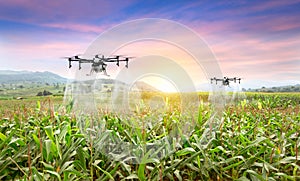 Agriculture drone fly to sprayed fertilizer on the sweet corn fields. smart farmer use drone for various fields like research