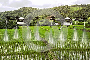 Agriculture drone flying on the green rice fields with morning dew drops