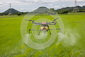 Agriculture drones glide above rice fields spraying fertilizer. Farmers used a drone to spray fertilizer on rice fields.