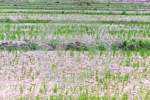 Agriculture Dry rice field. With brown ground and no water to nourish it. In rural area in Thailand in bright sunlight.