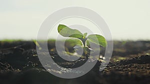 Agriculture eco farming. World soil day concept: drops of water fall on a plant sprout plant with green petals in the