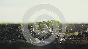 Agriculture eco farming. World soil day concept: drops of water fall on a plant sprout plant with green petals in the