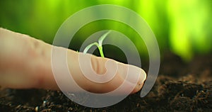 Agriculture eco farming. World soil day concept: male farmer hands plant sprout with green leaves seed tree with soil on