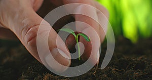 Agriculture eco farming. World soil day concept: male farmer hands plant sprout with green leaves seed tree with soil on
