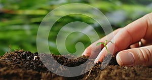 Agriculture eco farming. World soil day concept: male farmer hands plant sprout with green leaves seed tree with soil on