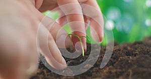 Agriculture eco farming. World soil day concept: male farmer hands plant sprout with green leaves seed tree with soil on