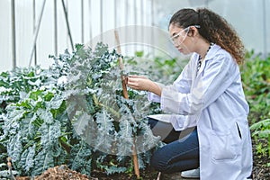 Agriculture Entomology pest insects research science working people, Plant scientist smart woman work in farm garden glasshouse photo