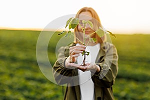 Agriculture environmental protection. Female farmer holds in hands soybean plant at soya field. Agronomist controls