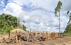 Agriculture .Eucalyptus farm in Minas Gerais , Brazil.