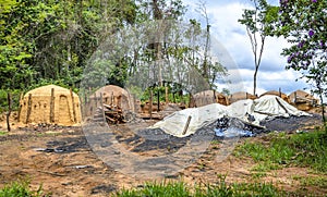 Agriculture .Eucalyptus farm in Minas Gerais , Brazil.