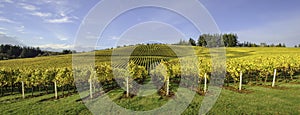 Agriculture and Fall Colors of Oregon Vineyards