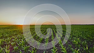 Agriculture farm. Corn field a sunset farm agricultural field. Farm maize agriculture business concept. Young green corn