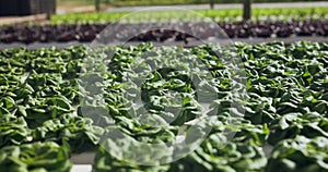 Agriculture farm, crops or greenhouse closeup in plant production, modern farming innovation or sustainability. Garden