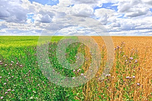 Agriculture farm field landscape. Yellow and green meadows at summer sunny day.