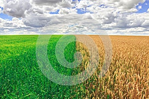 Agriculture farm field landscape. Yellow and green meadows at summer sunny day.