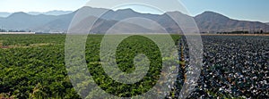 Agriculture Farm Field in Pleasant Valley California USA