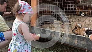 agriculture, farm, forest nature concept. family travel visit wild domestic pets animals at contact zoo in summer sunny