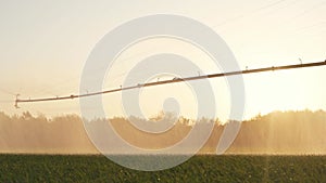 agriculture farm irrigation. green a field wheat irrigation crop water drops. agriculture business concept. field green