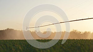 agriculture farm irrigation. green a field wheat irrigation water crop drops. agriculture business concept. field green