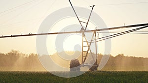 agriculture farm irrigation. green a field wheat irrigation water drops. agriculture business concept crop. field green