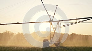 agriculture farm irrigation. green a field wheat irrigation water drops. agriculture business concept. field crop green