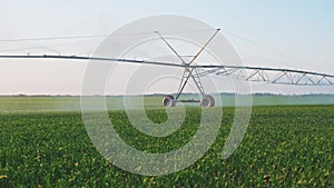 agriculture farm irrigation. green a field wheat irrigation water drops. agriculture business concept. field green field
