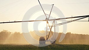 agriculture farm irrigation. green a field wheat irrigation water drops. agriculture business concept. field green field