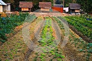 Agriculture,farm,rice ,Thai farmers