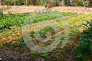 Agriculture,farm,rice ,Thai farmers