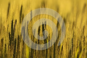 Agriculture farm - Wheat field crops