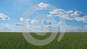 Agriculture farm. Young green ears of wheat. Blue sky and clouds. Agriculture industry. Lifestyle and beautiful nature