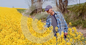 Agriculture Farmer Examining Rapeseed Crops at Field.