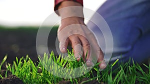 agriculture farmer hand. man farmer working in the field inspects the crop wheat germ natural a farming. business