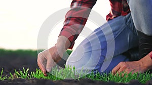 agriculture farmer hand. man farmer working in the field inspects the crop wheat germ natural a farming. harvesting