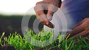 agriculture farmer hand. man farmer working in the field inspects the crop wheat germ natural a farming. harvesting