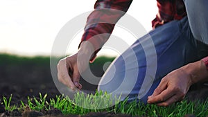 agriculture farmer hand. man farmer working in the field inspects the crop wheat germ natural a farming. harvesting