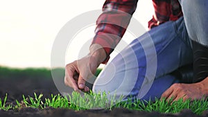 Agriculture farmer hand. Man farmer working in the field inspects the crop wheat germ natural a farming. Harvesting