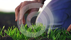 Agriculture farmer hand. Man farmer working in the field inspects the crop wheat germ natural a farming. Harvesting