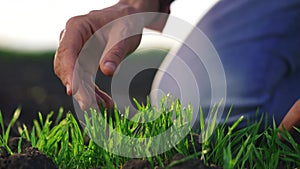 agriculture farmer hand. man farmer working in the field inspects the crop wheat germ natural a farming. harvesting