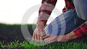 agriculture farmer hand. man farmer working in the field inspects the crop wheat germ natural a farming. harvesting