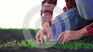 agriculture farmer hand. man farmer working in the field inspects the crop wheat germ natural a farming. harvesting