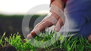 agriculture farmer hand. man farmer working in the field inspects the crop wheat germ natural a farming. harvesting