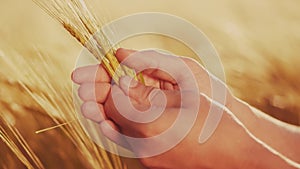 Agriculture. farmer hands hold spikelets of yellow ripe wheat farm in the field. agriculture business concept. close-up