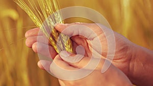 Agriculture. farmer hands hold spikelets of yellow ripe wheat in the field. agriculture business concept. close-up of a