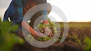 Agriculture. farmer hands lowered plant growing plant. business ecology agriculture gardening concept. farmers hands